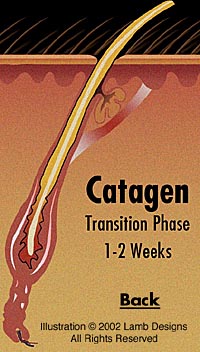 Catagen, Rejuvenu Products, Rejuvenu International Ltd., Rejuvenu International, rejuvenu.com, rejuvenews.com, rejuvenu.org, Permanent Hair Removal, Hair Remover, Laser Hair Removal, Hair Removal